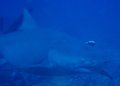 Sickle Fin Lemon Shark